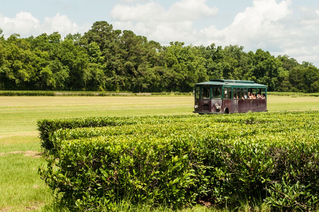 Charleston Tea Garden